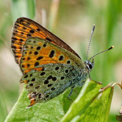 Lycaena tityrus